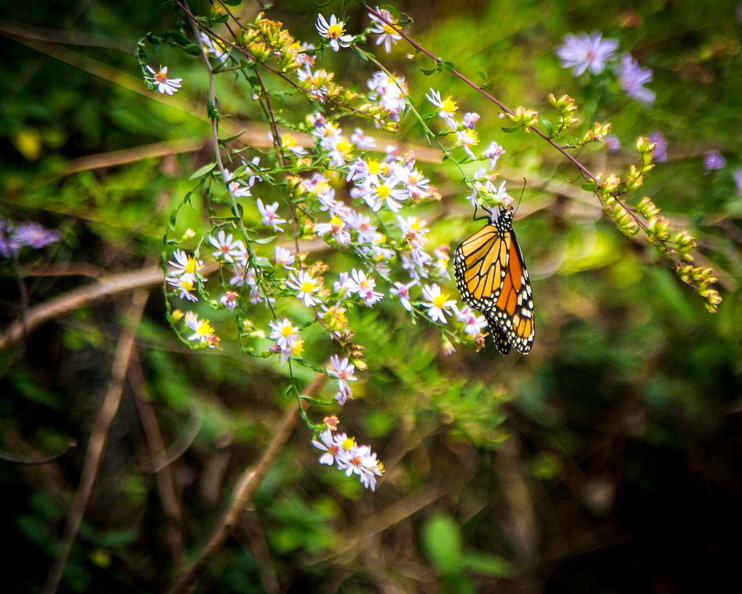 2018 10 - Gatlinburg Tennessee Butterfly2.jpg
